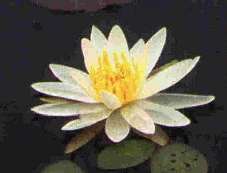 esquisse d'une fleur